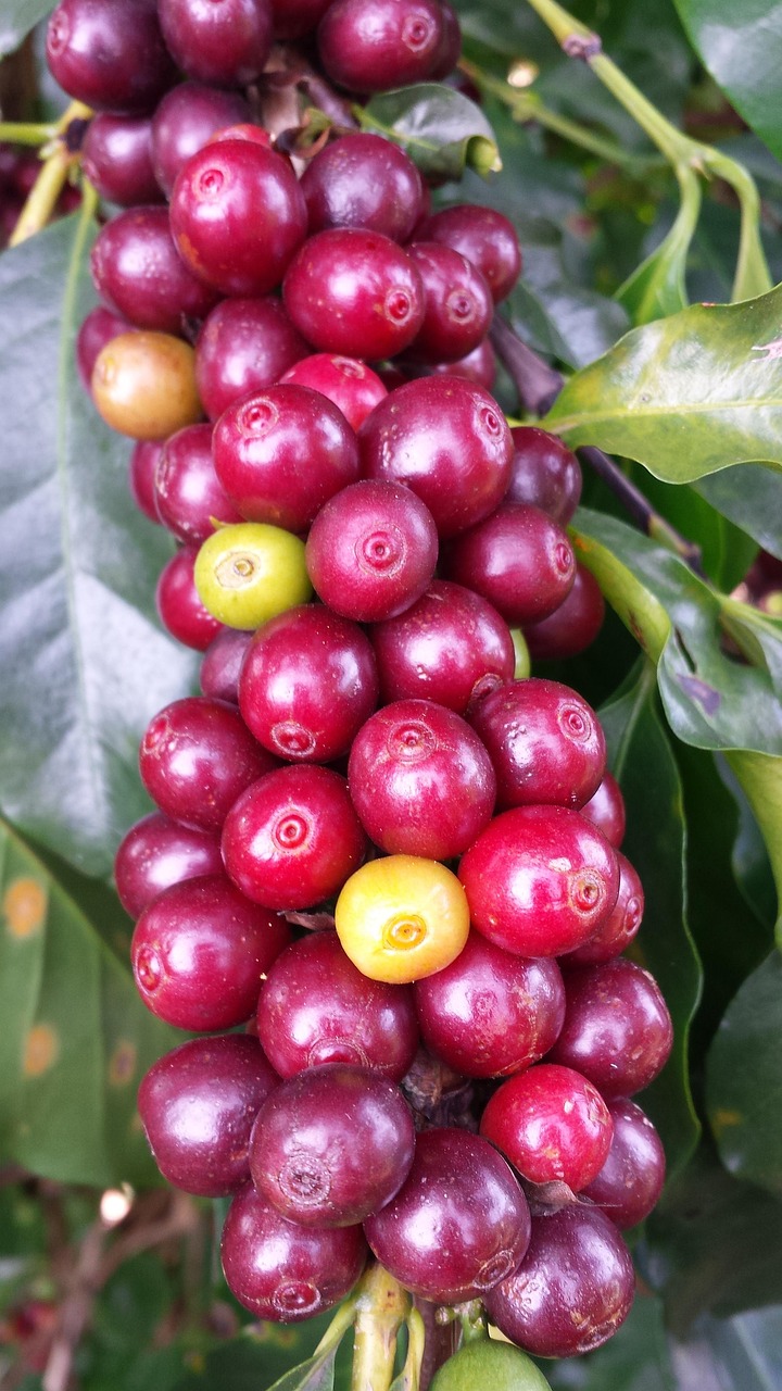 coffee, farm, roça, minas, plant, brazil, coffee bean, nature, cherry coffee, coffee tree, crop, plantation